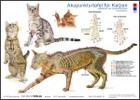 Akupunkturtafel für Katzen