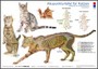 Akupunkturtafel für Katzen