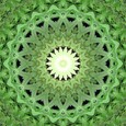 Imagami Wasserwandler Cannabis