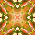 Imagami Wasserwandler Lupine