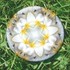 Imagami Nr. 509, Button Tempelblume