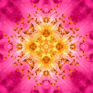Heckenrose