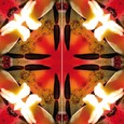 Imagami Nr. 731, Feuertulpen-Schmetterling