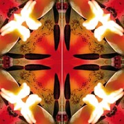 Imagami Nr. 731, Feuertulpen-Schmetterling