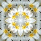 Imagami Nr. 541 Mousepad Tempelblume - Hingabe