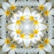 Imagami Nr. 541 Mousepad Tempelblume - Hingabe