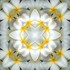 Imagami Nr. 541 Mousepad Tempelblume - Hingabe