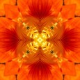 Imagami Nr. 029, Fotodruck Kapuzinerkresse 30x30cm