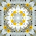 Imagami Nr. 067, Fotodruck Tempelblume 30x30cm