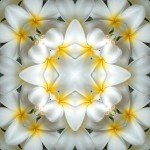 Imagami Nr. 067, Fotodruck Tempelblume 30x30cm