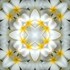 Imagami Nr. 067, Fotodruck Tempelblume 30x30cm