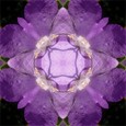 Imagami Nr. 066, Fotodruck Glockenblume 30x30cm
