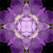 Imagami Nr. 066, Fotodruck Glockenblume 30x30cm