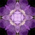 Imagami Nr. 066, Fotodruck Glockenblume 30x30cm