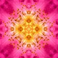 Imagami Nr. 041, Fotodruck Heckenrose 30x30cm