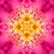 Imagami Nr. 041, Fotodruck Heckenrose 30x30cm