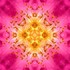 Imagami Nr. 041, Fotodruck Heckenrose 30x30cm