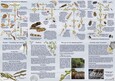 Rätselpfad Kleintiere im Süßwasser (A5, gefaltet) Rätselpfad Kleintiere im Süßwasser (A5, gefaltet)
