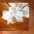 Love is Audio CD