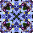 Imagami-WasserWandler Vergissmeinnicht Imagami-WasserWandler Vergissmeinnicht