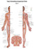 Akupunkturtafel Chart 2 Tung's Extraordinary Acupuncture Points Akupunkturtafel Chart 2 Tung's Extraordinary Acupuncture Points