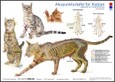 Akupunkturtafel für Katzen Akupunkturtafel für Katzen