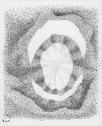 Die Paradoxale Malschule: Der Tierkreis - Löwe (Postkarte) Die Paradoxale Malschule: Der Tierkreis - Löwe (Postkarte)