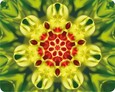 Imagami-Mousepad Prachtlilie - Wachstum