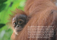 10 Stk Postkarte Orang Utan - fridays for future 10 Stk Postkarte Orang Utan - fridays for future