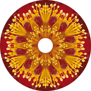 Disc