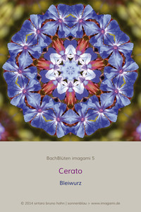 Cerato