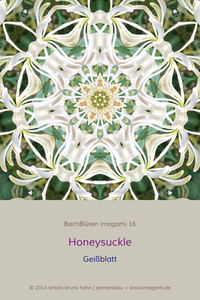 Honeysuckle