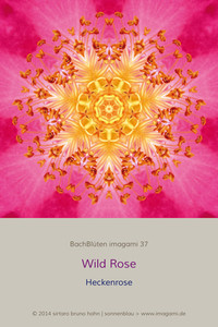 Wild Rose