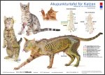 Akupunkturtafel für Katzen