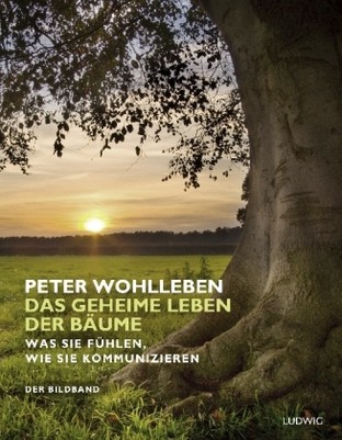 Das geheime Leben der Bäume