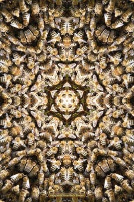 Fuss-Chakra - 4 ELEMENTE & BIENEN