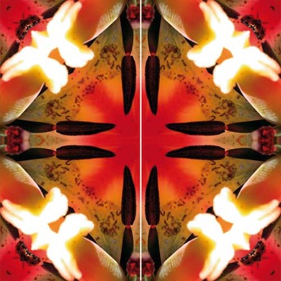 Imagami-Schmetterling Feuertulpen