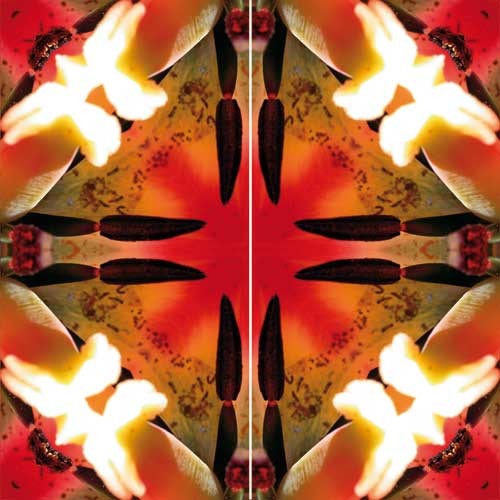 Imagami-Schmetterling Feuertulpen