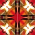 Imagami-Schmetterling Feuertulpen