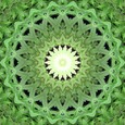 Imagami-Wasserwandler Cannabis, 10 cm