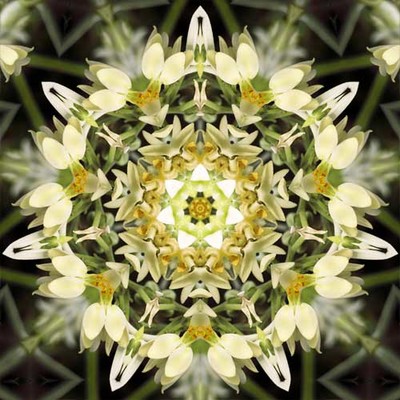 Imagami-Wasserwandler Moringa, 14 cm