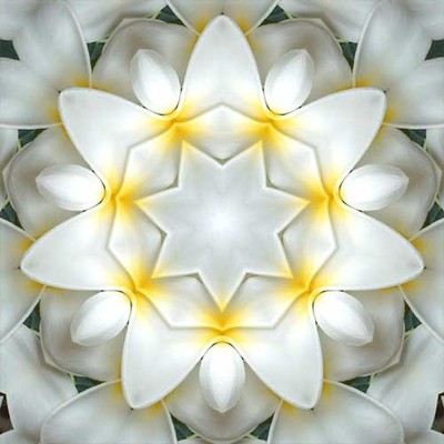 Imagami-Wasserwandler Tempelblume, 10 cm