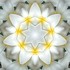 Imagami-Wasserwandler Tempelblume, 10 cm