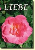 Liebe Liebe