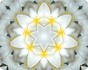 Imagami-Mousepad Tempelblume - Hingabe