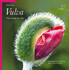 Vulva – The Gate to Life